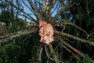Fallen tree from bomb cyclone