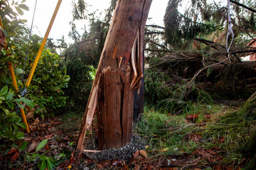 Wooden utility pole broken by windstorm