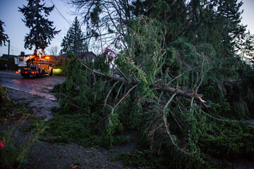 Fallen tree blocking road after windstorm