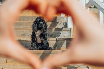 pets from shelters, give them chance at a happy life