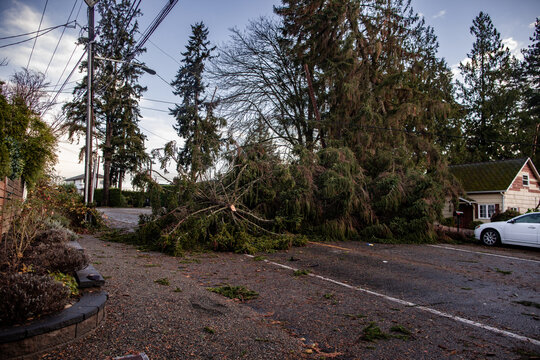 Fallen tree blocking road after windstorm