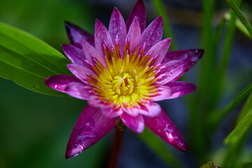 Close-up of purple water lily blooming in pond