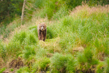 Grizzly Bear Roaming Brooks Falls Terrain