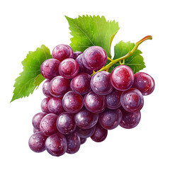 Hand-Drawn Grapes Illustration