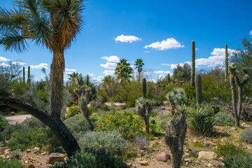 A spiny wild cactus plant in Tucson, Arizona