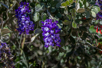 Field with colorful Wildflowers in Tucson, Arizona