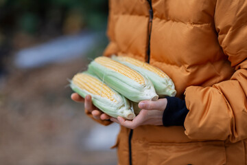 Person in winter jacket holding several corn cobs in hands