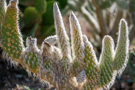 A spiny wild cactus plant in Tucson, Arizona