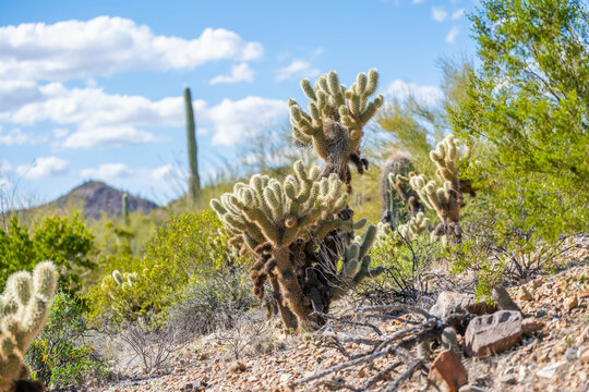 A spiny wild cactus plant in Tucson, Arizona