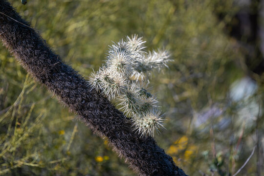 A spiny wild cactus plant in Tucson, Arizona