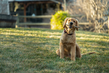 Golden retriever puppy sitting on grass, holding a stick in its