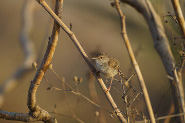 Graceful prinia  on a branch