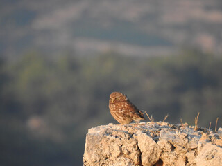 Griechische Eule sitzt auf einer Burgmauer und geniesst den Sonnenuntergang