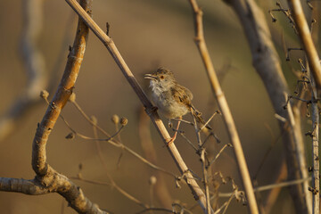 Prinia on a branch