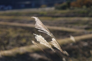 すすき
