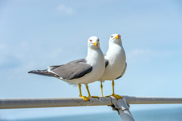 【野生生物：うみねこ】うみねこ夫婦の会話「またやったの！！」「んんん～～～」