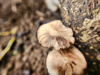 mushrooms on the tree