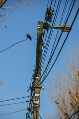 A tall pole with many wires and birds on it. The birds are perched on the wires and the pole,...