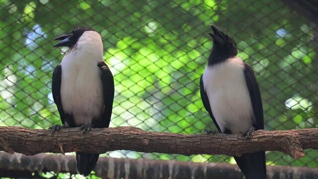 potrait 2 bird Piping Crow ( Corvus typicus)