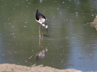Black-winged Stilt, very long-legged wader in the Avocet and Stilt family Recurvirostridae e in a Swamp