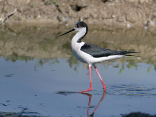 Black-winged Stilt, very long-legged wader in the Avocet and Stilt family Recurvirostridae e in a Swamp