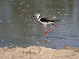 Black-winged Stilt, very long-legged wader in the Avocet and Stilt family Recurvirostridae e in a Swamp