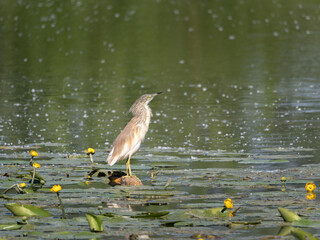 The squacco Heron, a Small Heron waiting for its Prey in a Swamp