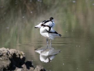 The Pied Avocet, a large Black and White Wader in the Avocet and Stilt Family, Recurvirostridae.