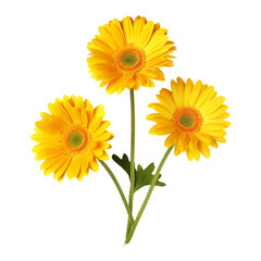 Naklejka premium daisy flower isolated on white