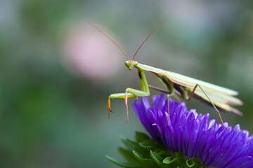 praying mantis sits on a flower. Macro of a female European praying mantis or Mantis Religiosa. yellow-green praying mantis on wildflowers. natural background, close-up. insect predator on the hunt