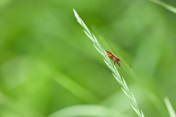 bug on a green plant. Macro shot of brown nymph Marmorated stink bug Halyomorpha halys. shield bug crawling on a plant on a green background. macro photo of insects in nature. close-up