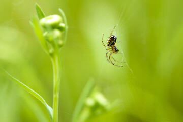 Araneus. spider crusader. Spider web glistening with dewdrops in misty meadow during dawn, capturing serene beauty of nature. Summer dawn on green meadow with flowering grasses. space for text