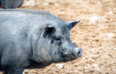 Fototapeta premium A black pig shot in close-up 