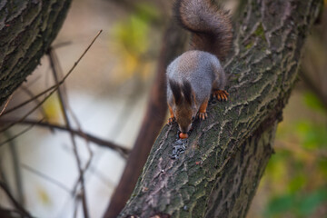 Squirrel feeding at branch