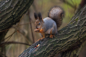 Obraz premium Squirrel feeding at branch
