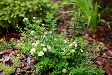 A Flourishing Green Herb with Beautiful, Delicate White Flowers That Captivates the Eye