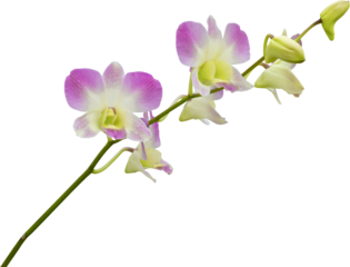 Beautiful pink and white orchid flower isolated on white background