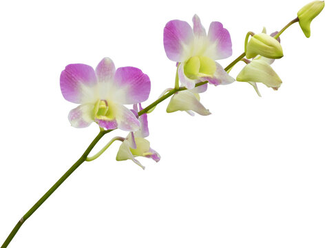 Beautiful pink and white orchid flower isolated on white background - Powered by Adobe