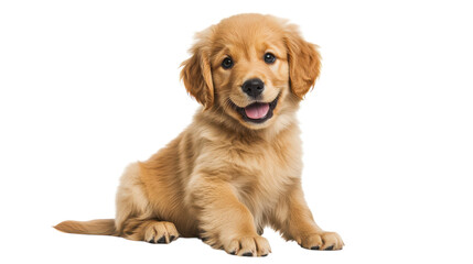 A cheerful golden retriever puppy sits with a playful expression, showcasing its fluffy coat. The warm atmosphere highlights its friendly nature, inviting joy and companionship