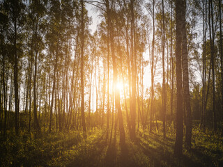 Obraz premium Birch grove with golden leaves in golden autumn, illuminated by the sun at sunset or dawn. Aesthetics of vintage film.