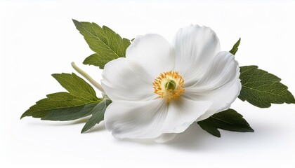 white flower isolated on white background