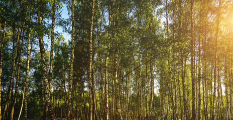 Obraz premium Grove of birches with young green leaves at sunset or sunrise in spring or summer. Vintage film aesthetic.