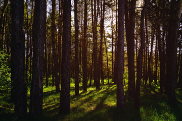 Sunbeams streaming through the pine trees and illuminating the young green foliage on the bushes in the pine forest in spring. Vintage film aesthetic.