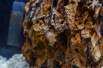 Young nano aquarium. Recently launched aquarium.