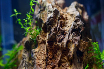 Young nano aquarium. Recently launched aquarium.