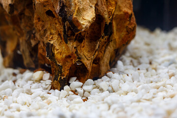 Young nano aquarium. Recently launched aquarium.