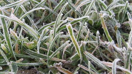 hoarfrost on the grass. winter frosts