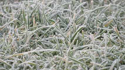 hoarfrost on the grass. winter frosts