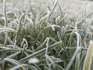 hoarfrost on the grass. winter frosts