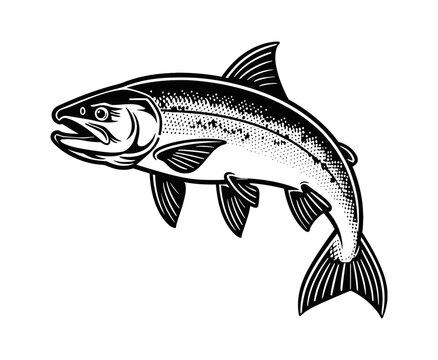 salmon fish engraving black and white outline